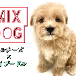 【 MIX犬 】生後2ヶ月で664g！小柄なマルプーちゃんと過ごすドッグライフのすすめ！