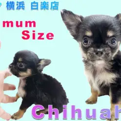 【 チワワ 】小さめ、手のひらサイズ！メリハリをつけた飼い方が大切なのです！