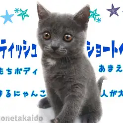 【 ブリティッシュショートヘア 】忙しい方必見！まんまるボディの癒し系！