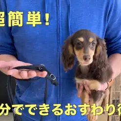 【 トレわんこ 】小技伝授!3分でできる!「おすわり」を覚えさせる4ステップ!