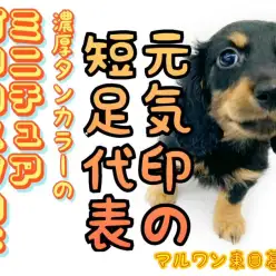【 ミニチュアダックスフント 】家族の元気印！短足代表の美女がやってきた！