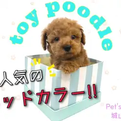 【 トイプードル 】小さめ、人気毛色、性格良し大人気レットプードル