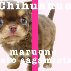 【 チワワ 】人気の高いチョコタンカラー！小さめ、ドワーフ体型で抜群の可愛さ！