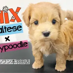 【 MIX 】短足が可愛い!ドワーフ体型の激カワなマルプーが羽田に新登場!