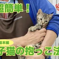 【 トレにゃんこ 】超簡単！子猫が大人しく抱っこをさせてくれる方法！