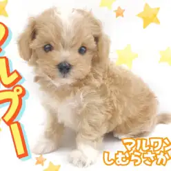 【 マルプー 】すべてがトップクラスの可愛さ！プレミアムマルプーが志村に登場！