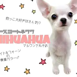 【 チワワ 】小さめスムースチワワ登場！ボディにある幸運のハートマークは必見！