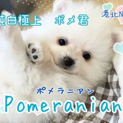 【 ポメラニアン 】希少！極上の白ポメ君。