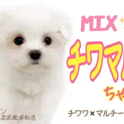 【 MIX・チワマル 】両親の良いとこ取り！！チワマルちゃんの魅力や性格をご紹介！