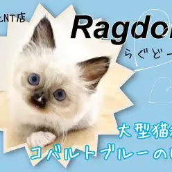 【 ラグドール 】大型猫さん！コバルトブルーの瞳のラグドール君