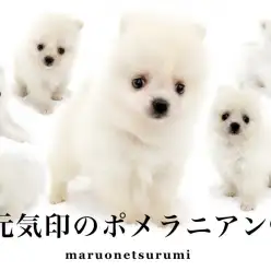 【 ポメラニアン 】コットンフラワーの様な被毛!愛らしさ満点ポジティブガール!