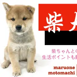 【 柴犬 】溢れる可愛さ！柴の子犬が元町店に登場！生活ポイントも解説！