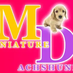 【 ミニチュアダックスフンド 】超絶甘えん坊の短足ゴールドの男の子レビュー！