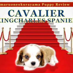 【 キャバリア 】優しいカフェオレカラーの超フレンドリーな最強コンパニオンドッグ