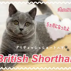 【 ブリティッシュショートヘア 】5ヵ月のブリティッシュちゃん理想の性格に成長中