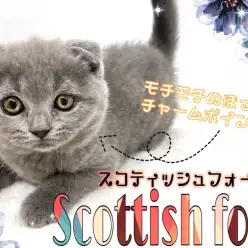 【 スコティッシュフォールド 】たれ耳＆もっちりホッペのスペシャルスコティッシュ