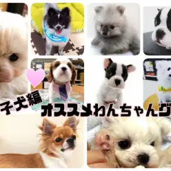 【 グッズ紹介 】プロが選ぶオススメわんちゃんグッズ！  子犬編！