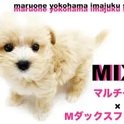【 マルックス 】初心者必見の最強MIX！胴長短足のぬいぐるみ系甘えんBOY！