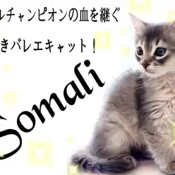【 ソマリ 】パパはダブルチャンピオン！美しさと賢さを持ったスペシャルキャット！
