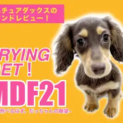 【 ミニチュアダックスフント 】空飛ぶダックスちゃんのプレイルームデビューに密着