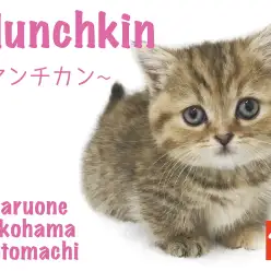 【 マンチカン 】超短足マンチ！まるちゃんに惚れ込んだスタッフがレビュー♪