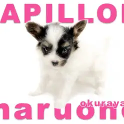 【 パピヨン 】蝶が羽を開いたような魅力的なお耳の女の子