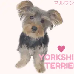 【 ヨークシャーテリア 】無駄吠えなし!お留守番もバッチリなお利口さん!