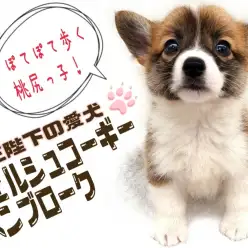 【 ウェルシュコーギーペンブローク 】女王陛下の愛犬!胴長短足は魅力がいっぱい!!