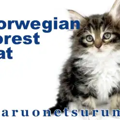【 ノルウェージャンフォレストキャット 】ブラウンタビー模様が美しい男の子登場！