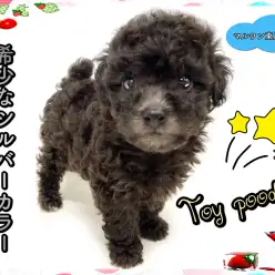 【 トイプードル 】希少なシルバーカラー！珍しさとエレガントさを求めるならこの子！！