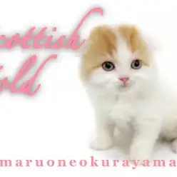 【 スコティッシュフォールド 】ゴールドの瞳が美しいとても甘えん坊な妹スコちゃん