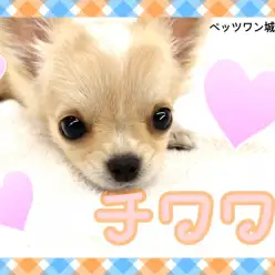 【 チワワ 】愛くるしさ抜群の超パピーフェイスチワワ