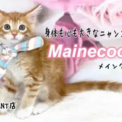 【 メインクーン 】賢く！穏やか！美形！モフモフな大型猫種の男の子