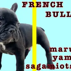 【 フレンチブルドッグ 】ぶちゃカワの短頭種！嗅覚を重要視した飼育方法を紹介