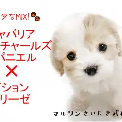 【 MIX・キャバリア×ビション 】人気の最先端！可愛い希少ハーフ犬を徹底解説！