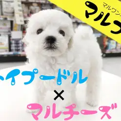 【 マルプー 】激可愛いお顔の純白マルプーベイビーが本羽田店に新登場!