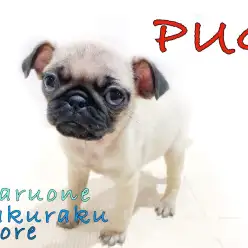 【 パグ 】手乗りサイズのコメディアン！生活の大事なポイントもご紹介！