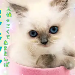 【 ヒマラヤン 】小柄な女の子！人懐っこくて甘えんぼな性格は飼いやすさ抜群！