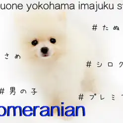 【 ポメラニアン 】究極癒し系!ドワーフ・小さめ・プレミアムな真っ白たぬきポメ!