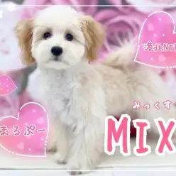 【 ミックス 】トレーニングも楽しく学習してるマルプーちゃんレビュー第2弾！