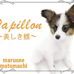 【パピヨン】元町に舞い降りた美しき蝶！超小型犬のフレンドリードッグ！！