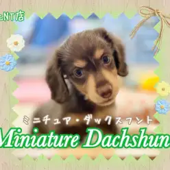 【 ミニチュアダックスフント 】人気カラー！太めのタンの凛々しい男の子