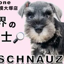 【 ミニチュア・シュナウザー 】容姿は犬界の博士！お洒落な口髭と眉毛がポイント！