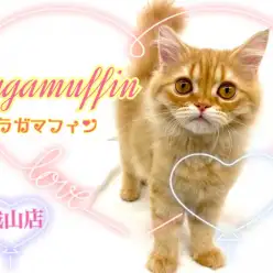 【 ラガマフィン 】人懐っこくて家族愛の強いスーパーキャット