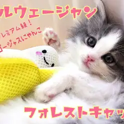 【 ノルウェージャンフォレストキャット 】気品溢れる姫系ゴージャスにゃんこ！