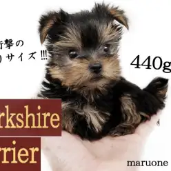 【 ヨークシャーテリア 】生後60日で約440g！手乗りサイズの女の子！