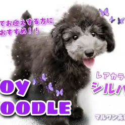 【 トイプードル 】初心者必見！可愛い・希少・賢いを兼ね揃えたシルバープードル！