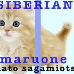 【 サイベリアン 】猫と遊びたい。その気持ち応えます。少アレルゲンのドールCAT