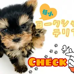 【 ヨークシャーテリア 】マルワン最小クラス！生後約2ヵ月で260gの極小ヨーキー！！