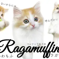 【 ラガマフィン 】猫界のテディベア登場！ふわふわな被毛と極甘な性格は究極の癒し